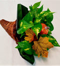 12" Long Wicker Cornucopia with Pothos